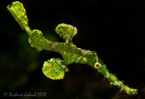 Halimeda Ghost Pipefish-Lembeh by Richard Goluch 